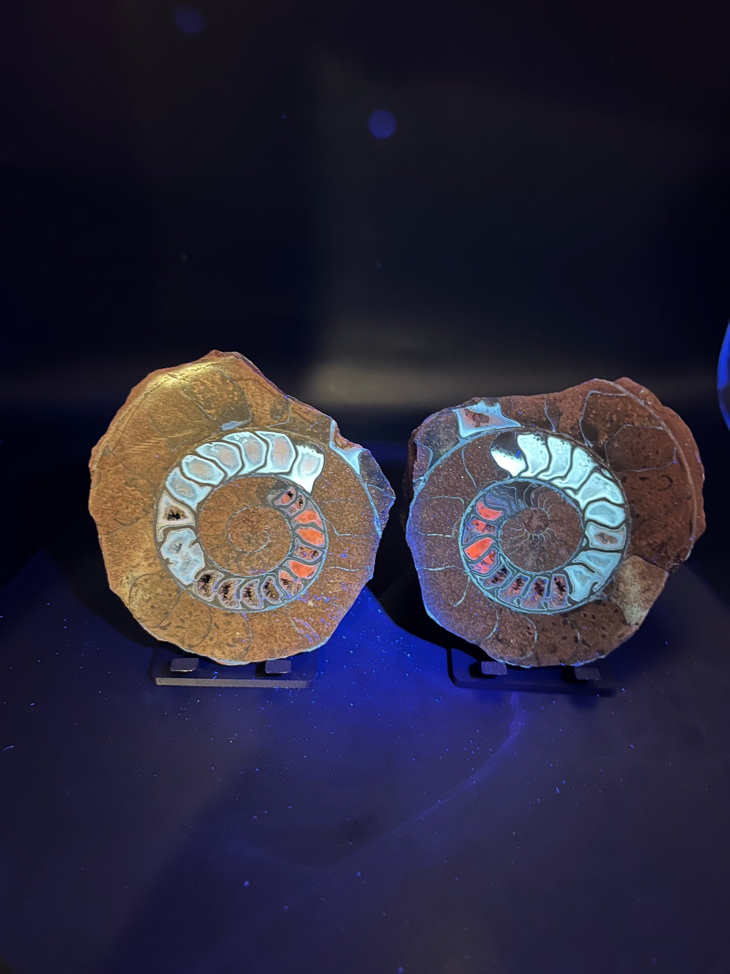 UV Reactive Ammonite Pair From Indonesia with Stands | 279 Grams