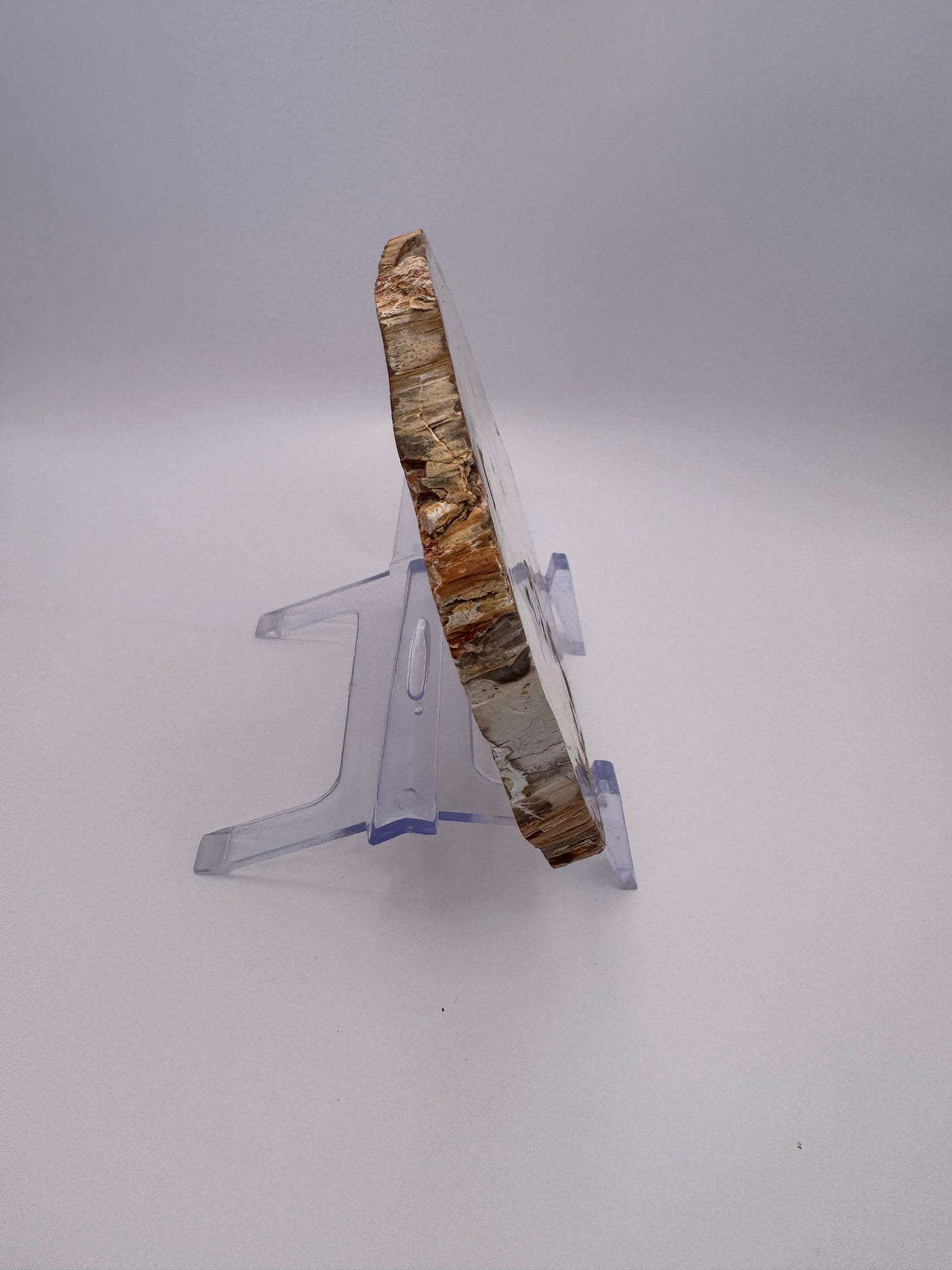 Petrified Wood Slab