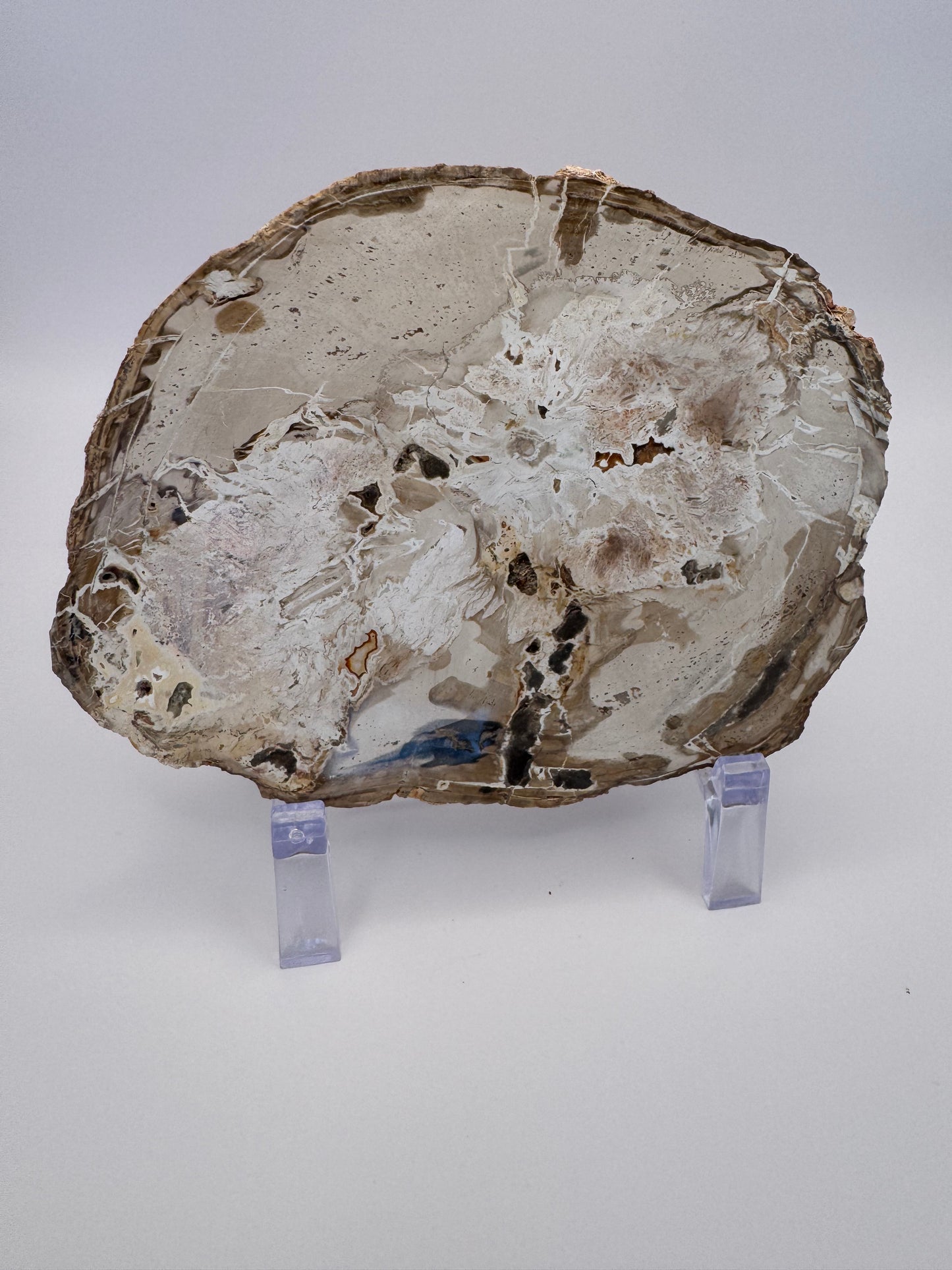 Petrified Wood Slab