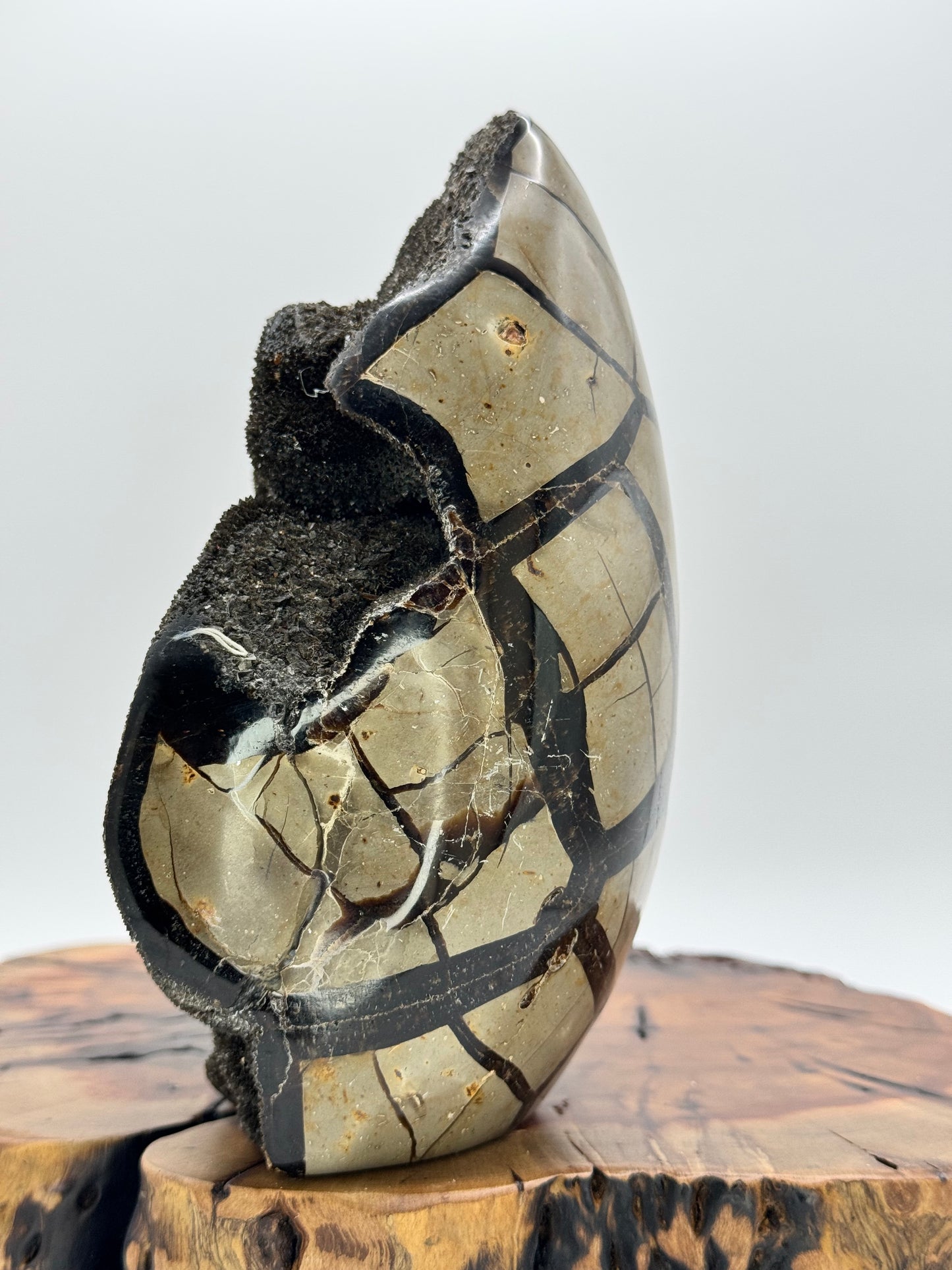 Septarian Dragon Egg