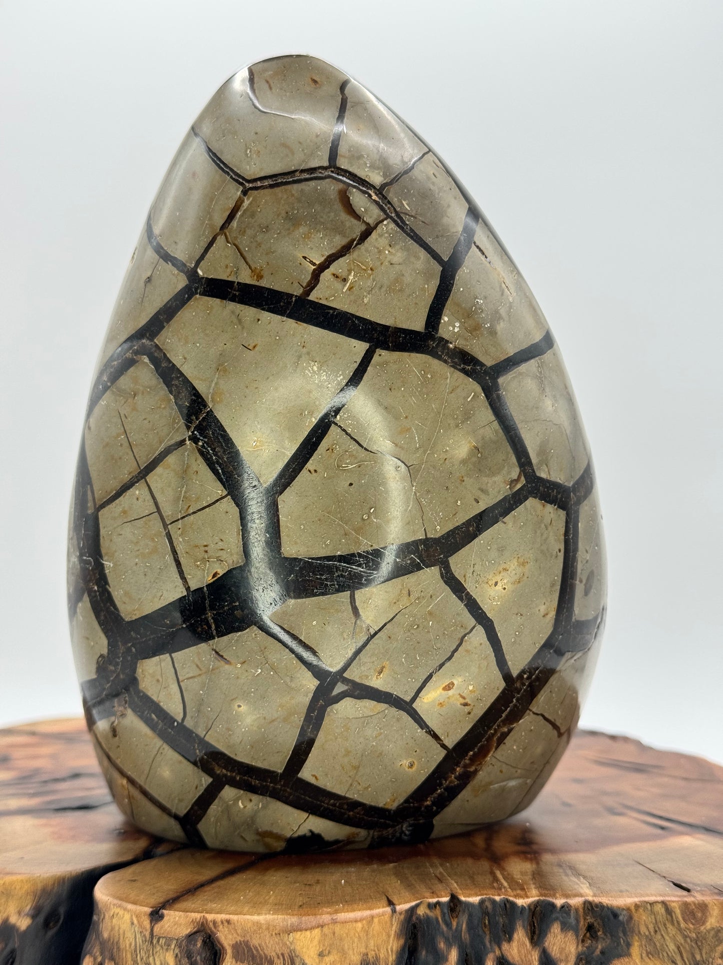 Septarian Dragon Egg