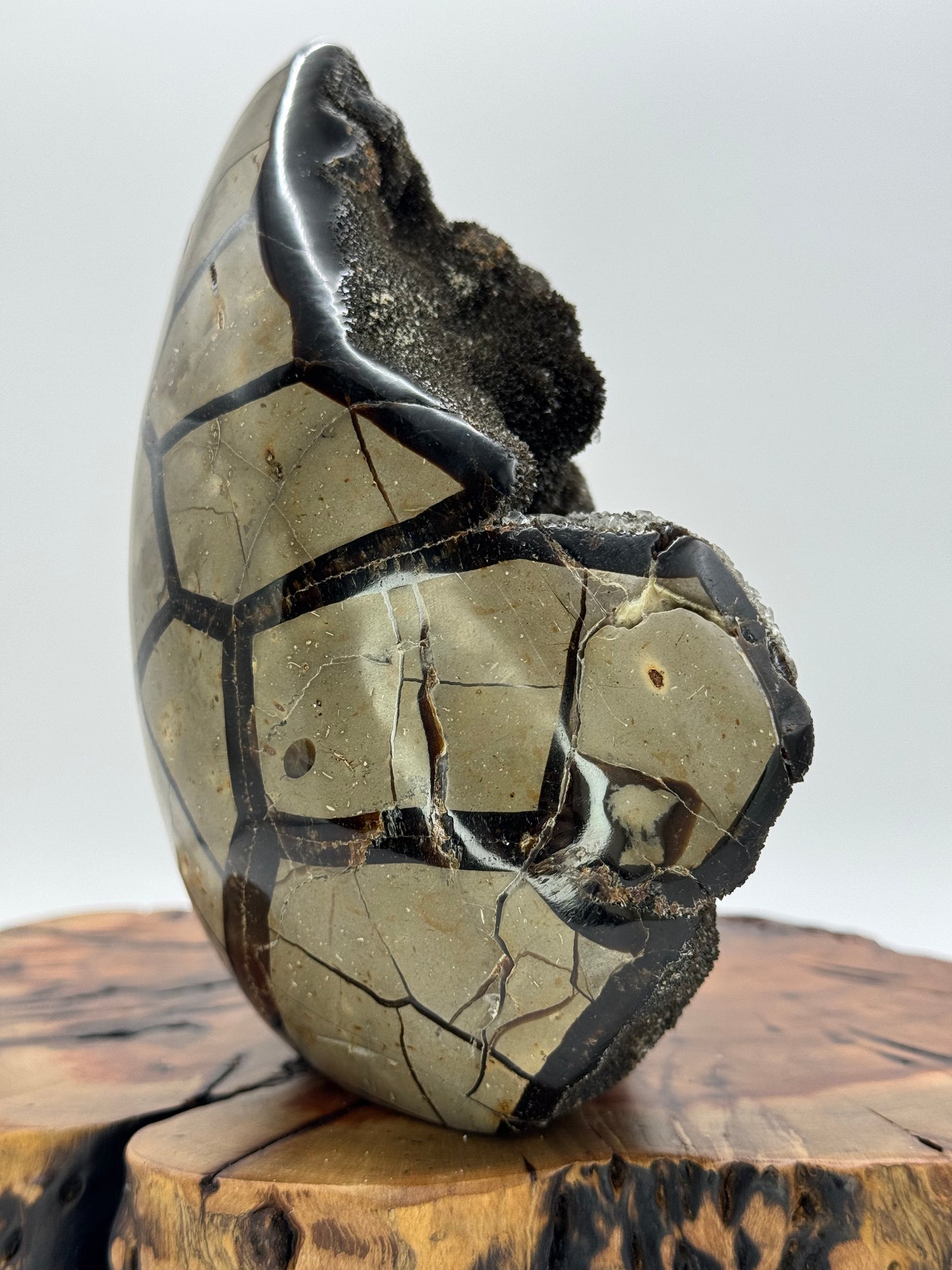 Septarian Dragon Egg