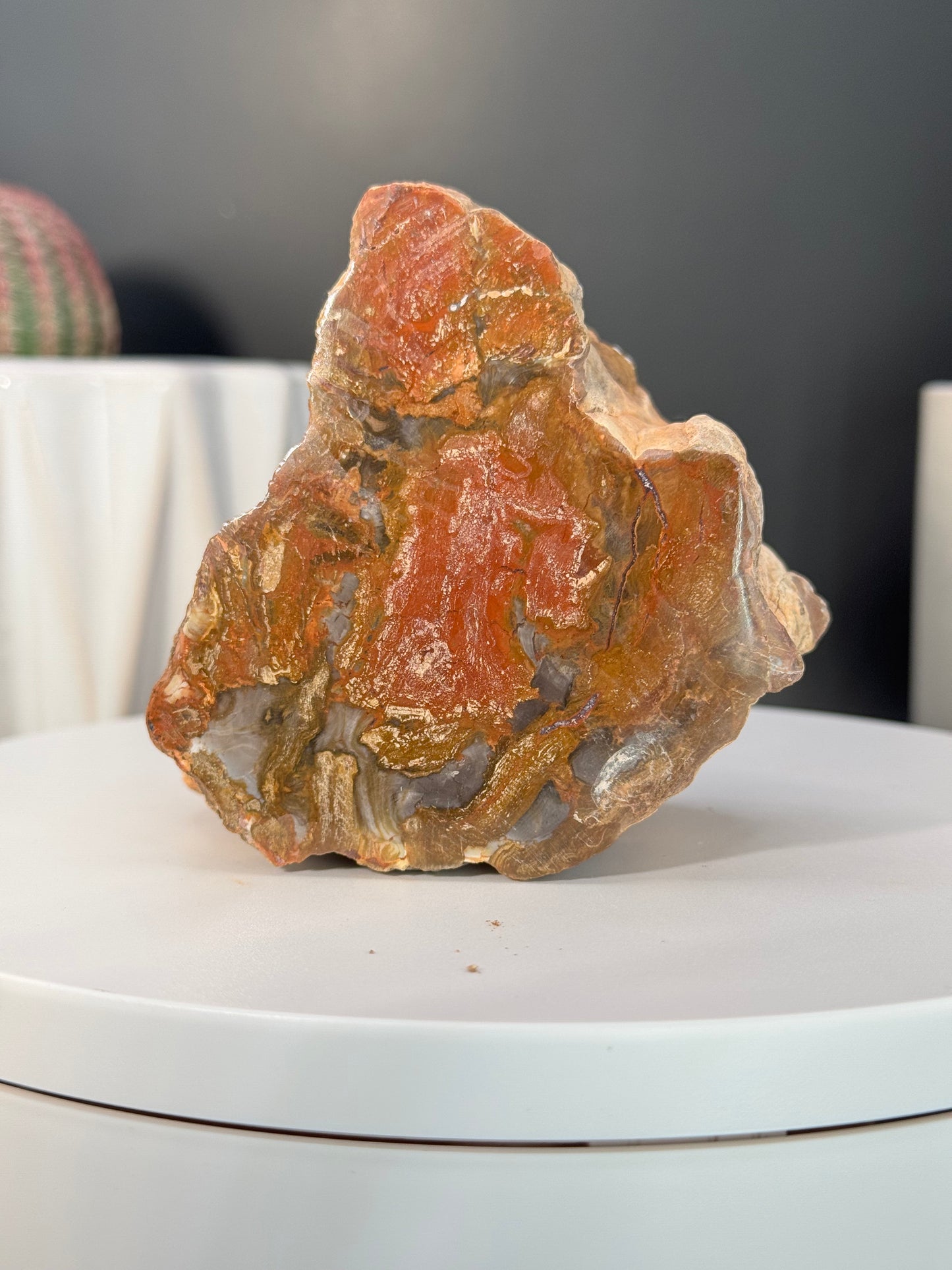 Madagascar Petrified Wood