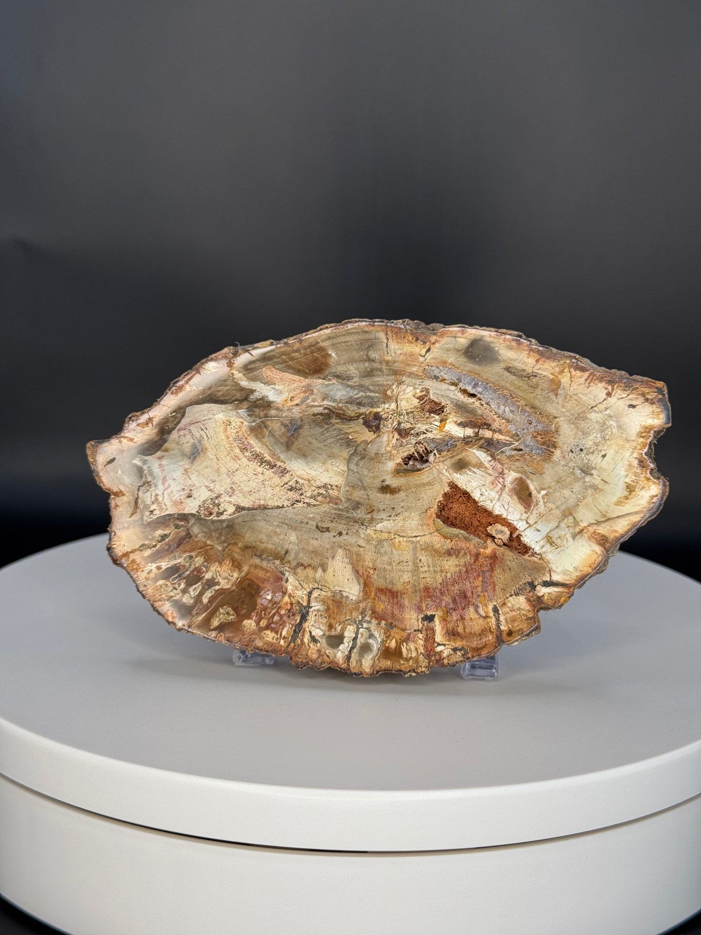 Petrified Wood Slab from Indonesia Slab