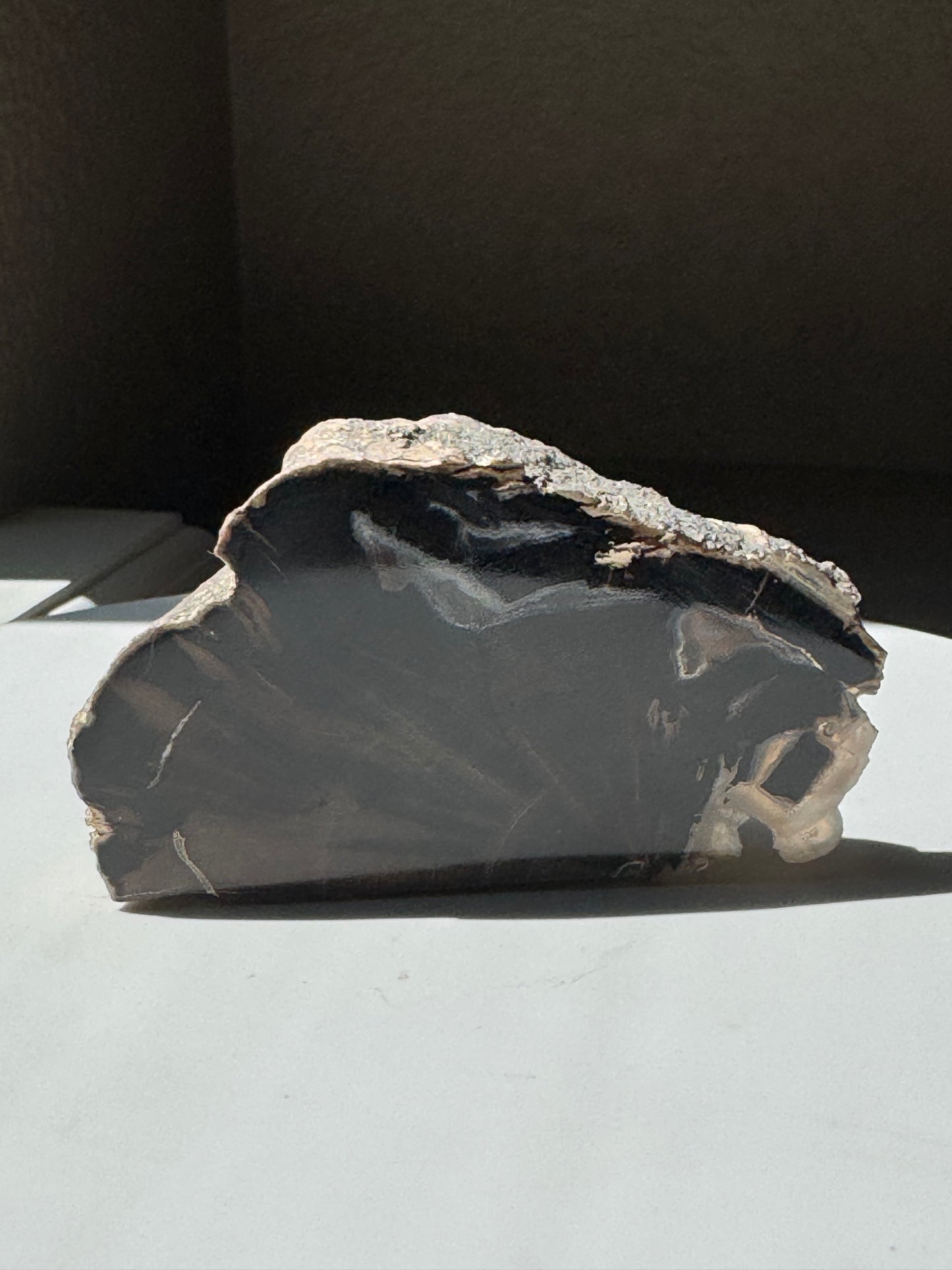 Blue Forrest Petrified Wood UV Reactive