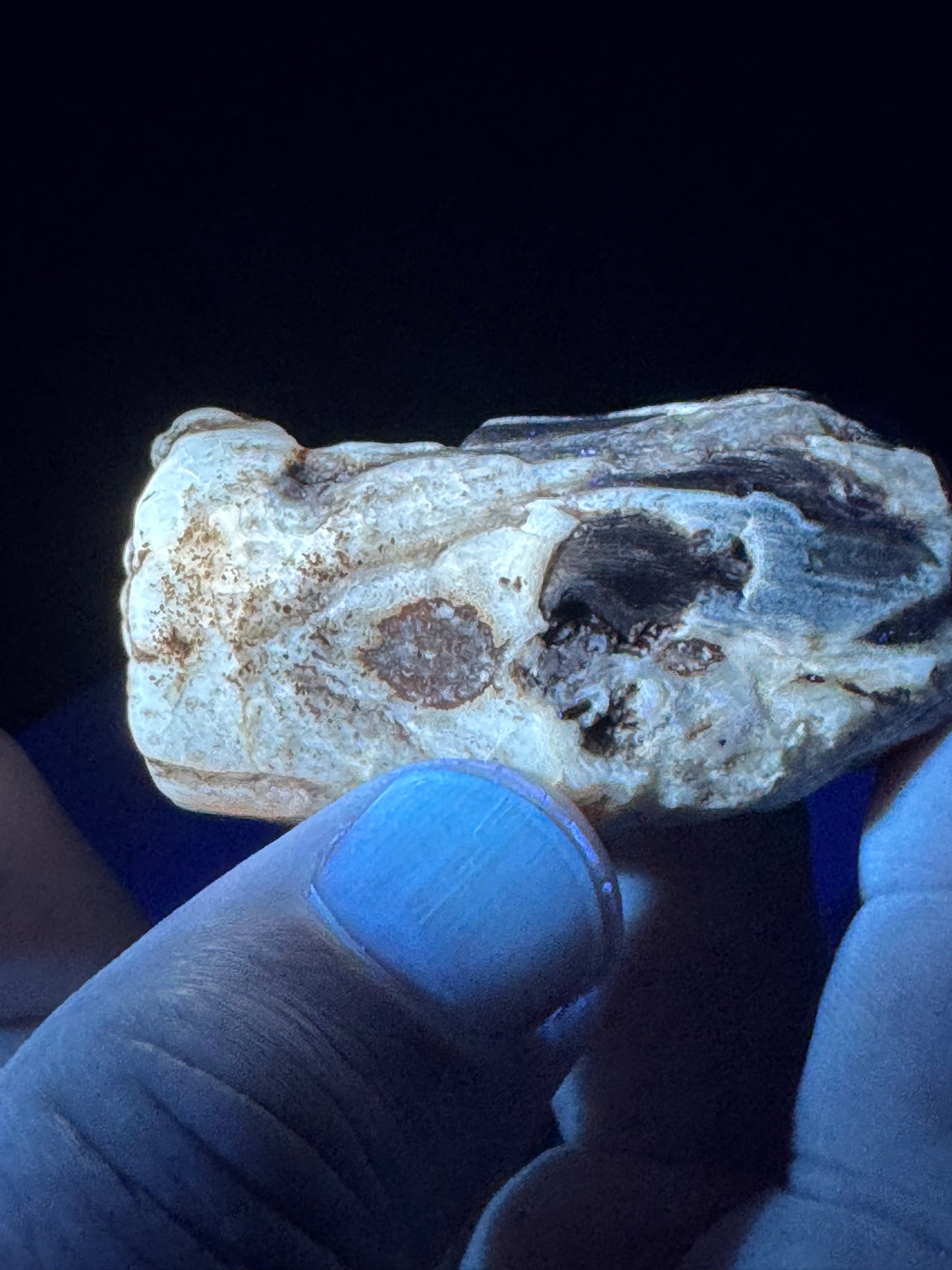 Blue Forrest Petrified Wood UV Reactive