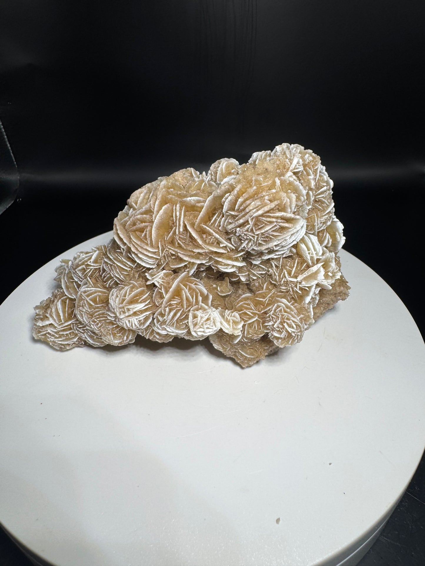 Desert Rose Selenite Cluster 1.1 lbs!
