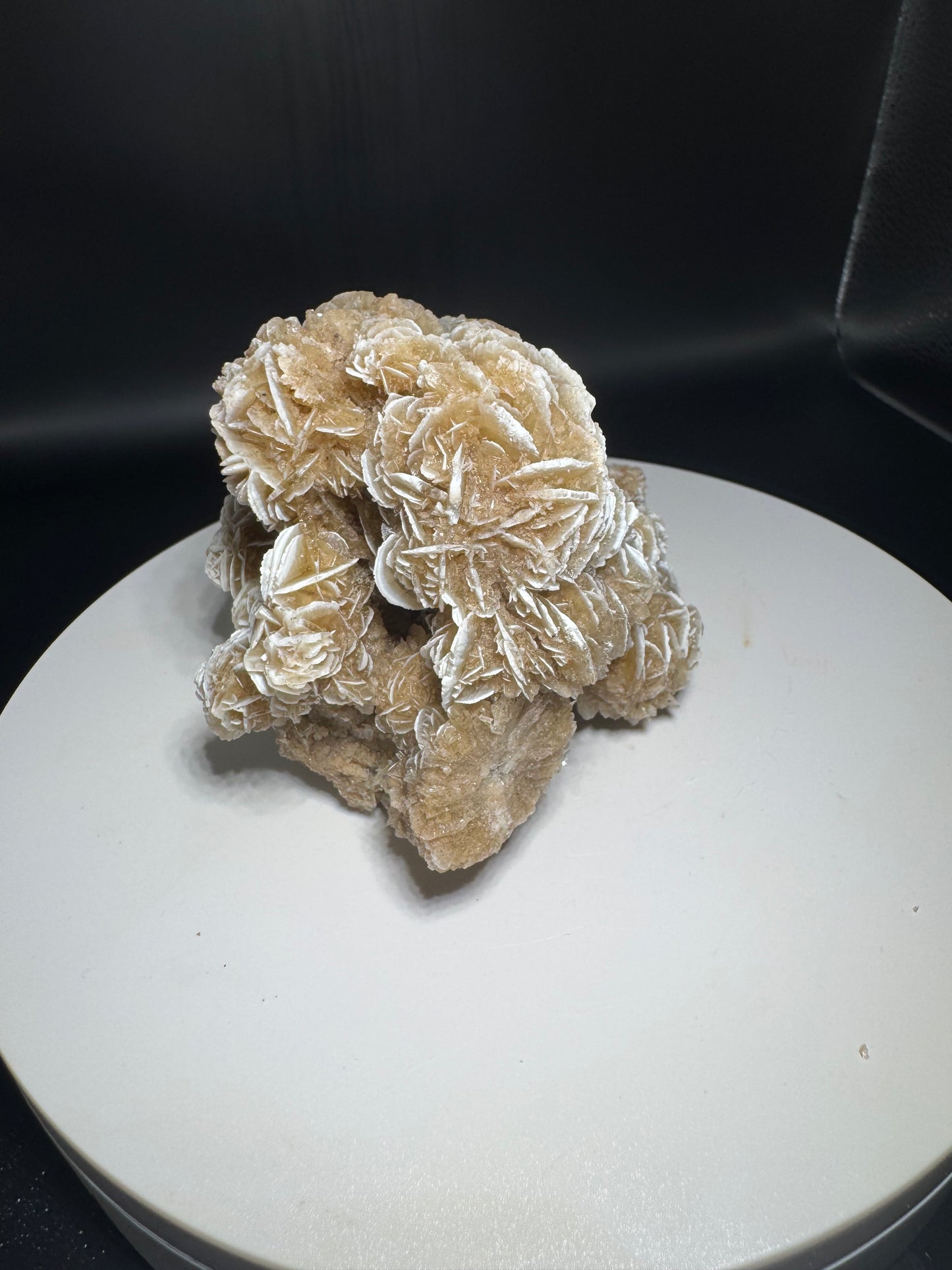 Desert Rose Selenite Cluster 1.1 lbs!
