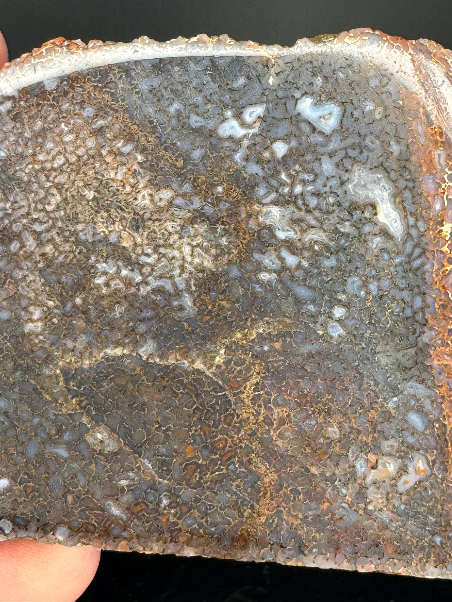 Face polished Dino Gem Bone Slab from Utah