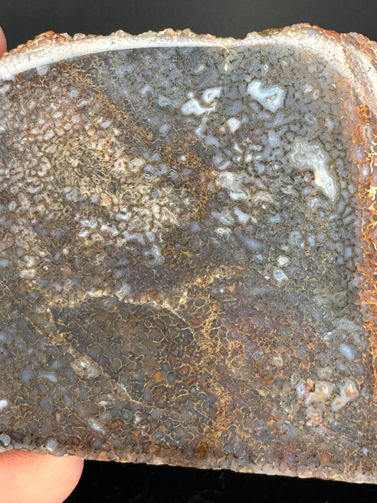 Face polished Dino Gem Bone Slab from Utah