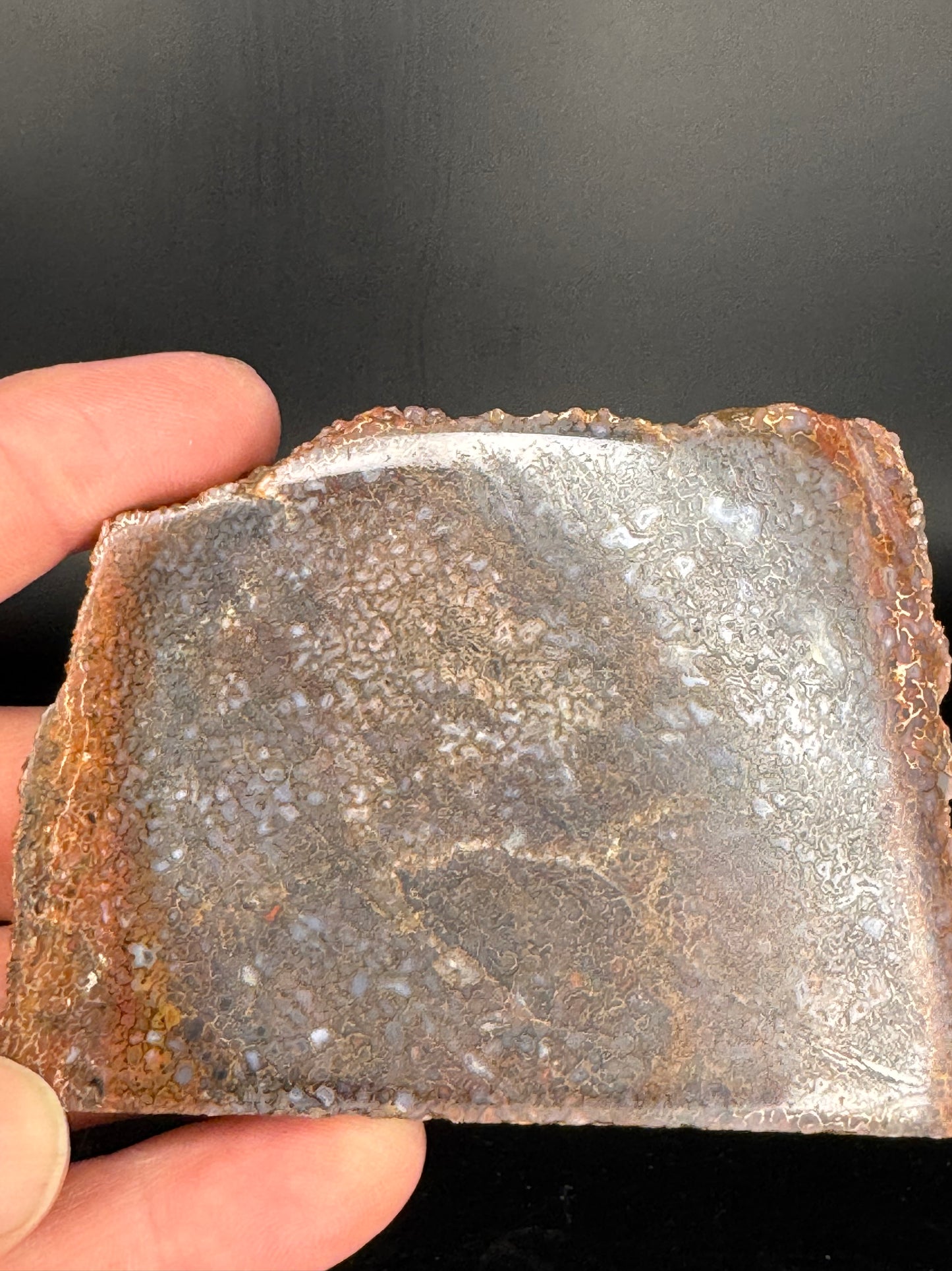 Face polished Dino Gem Bone Slab from Utah