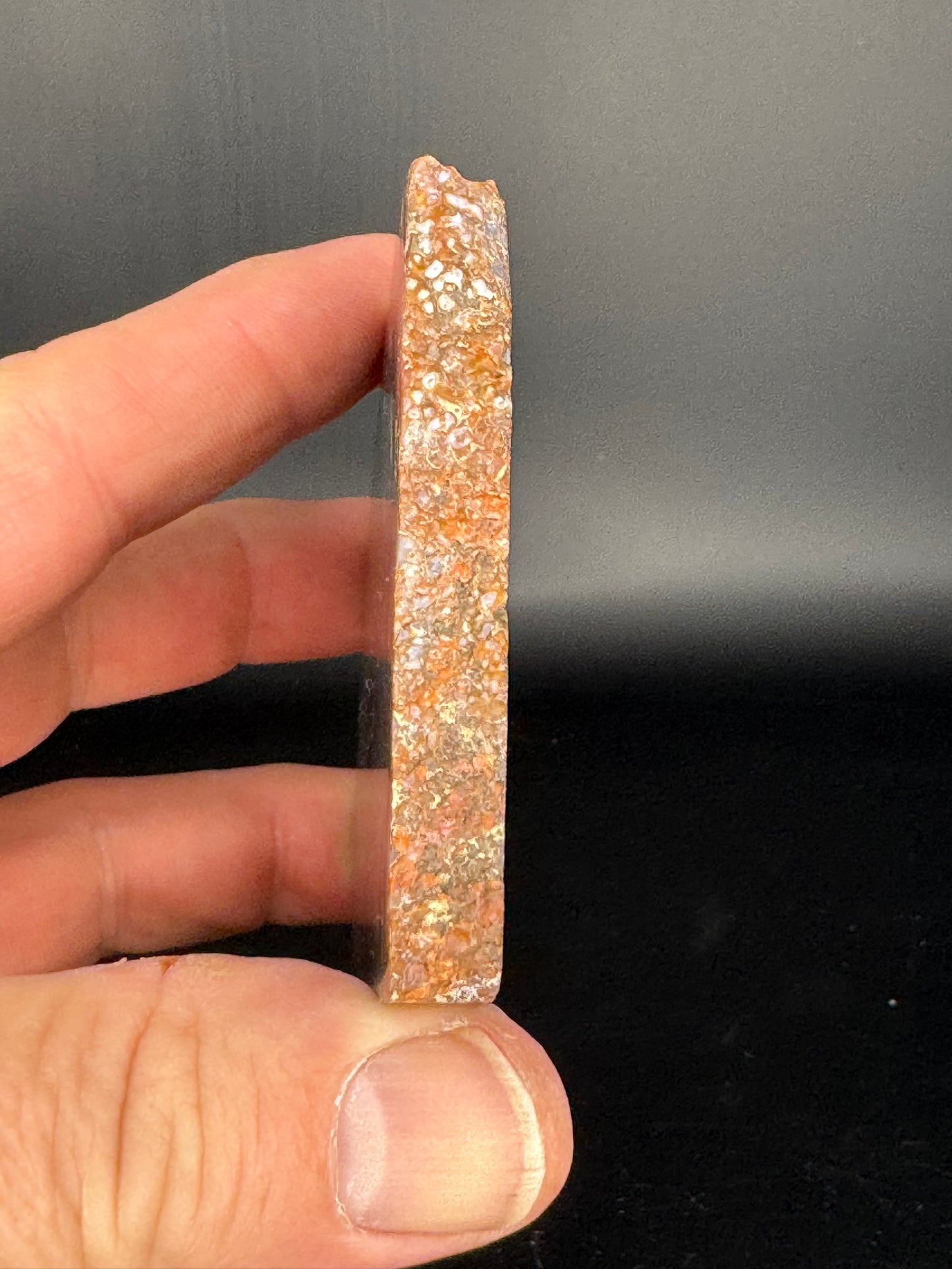 Face polished Dino Gem Bone Slab from Utah
