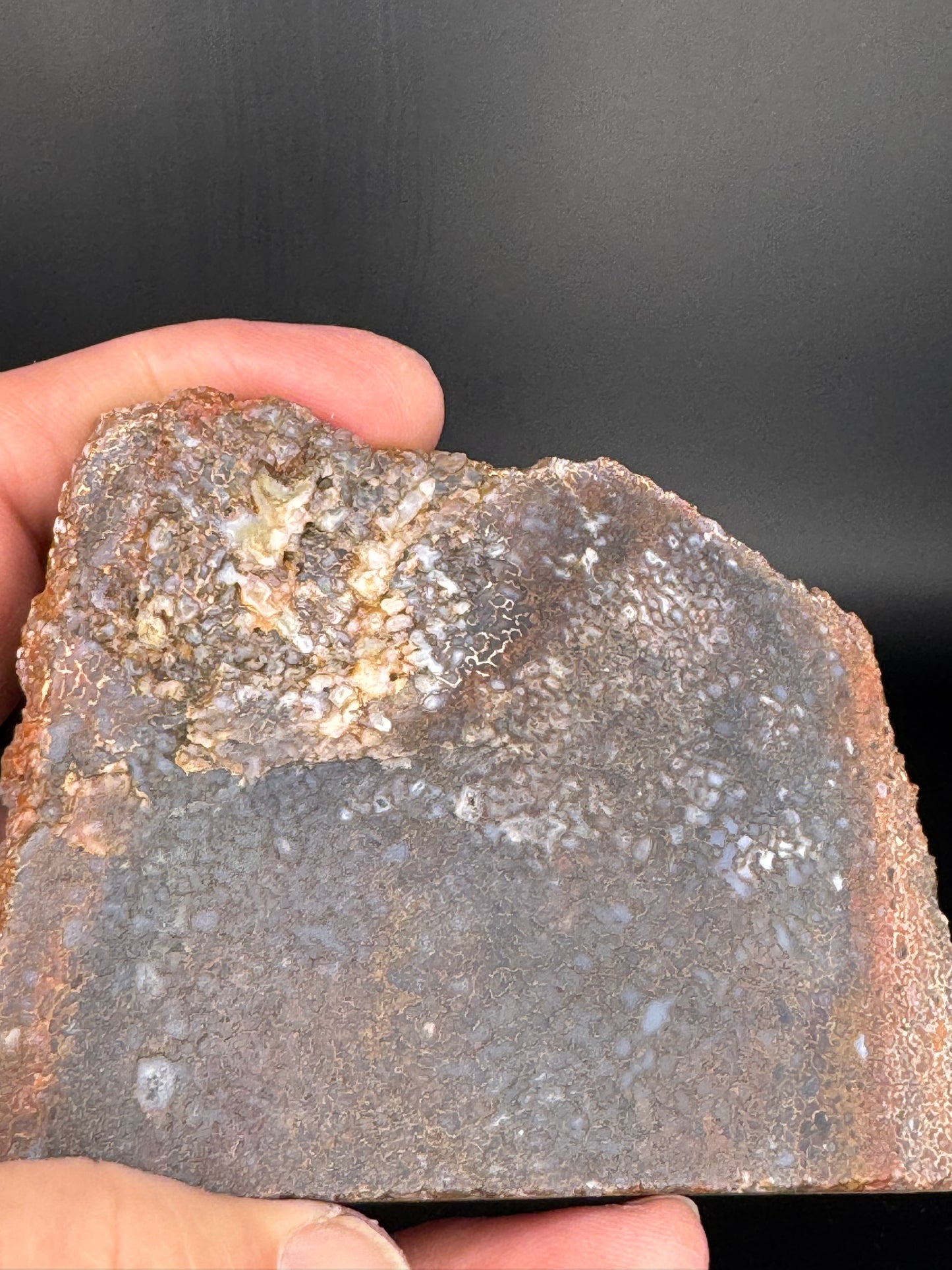 Face polished Dino Gem Bone Slab from Utah