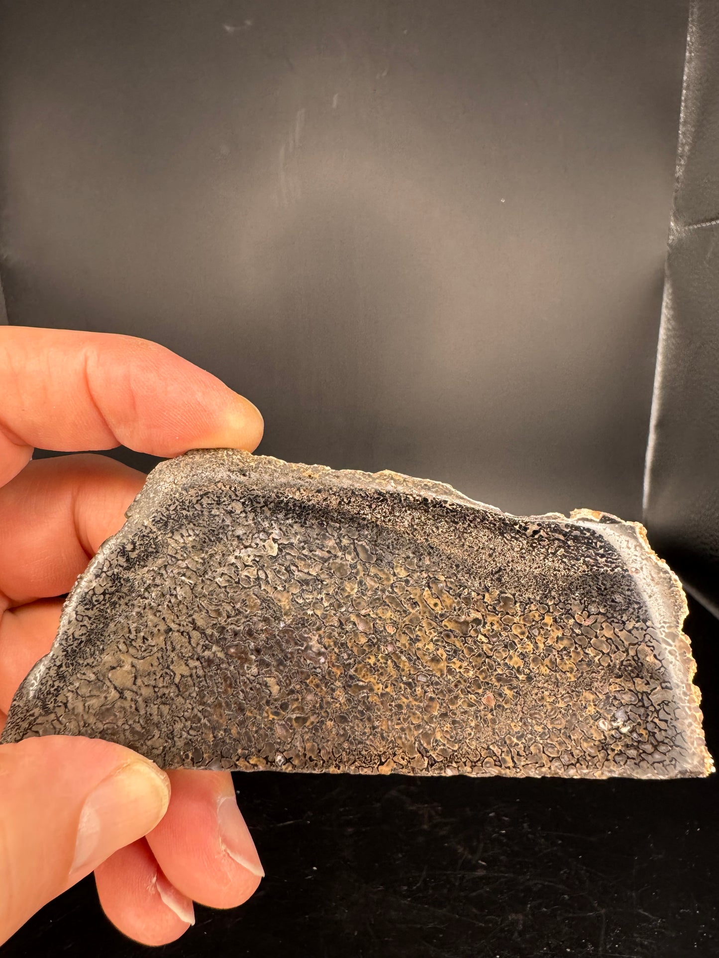 Face polished Dino Gem Bone Slab from Utah