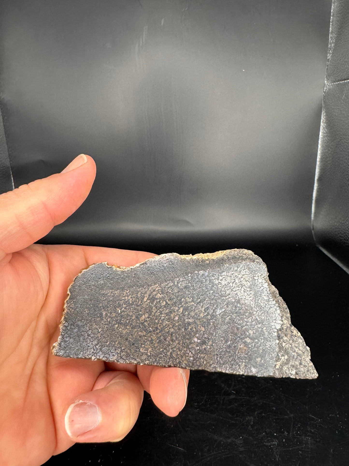 Face polished Dino Gem Bone Slab from Utah