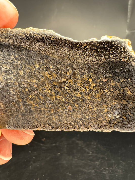 Face polished Dino Gem Bone Slab from Utah