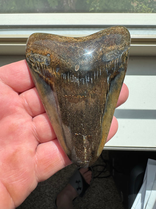 MEGALODON SHARK TOOTH REAL FOSSIL 4"  NO REPAIRS
