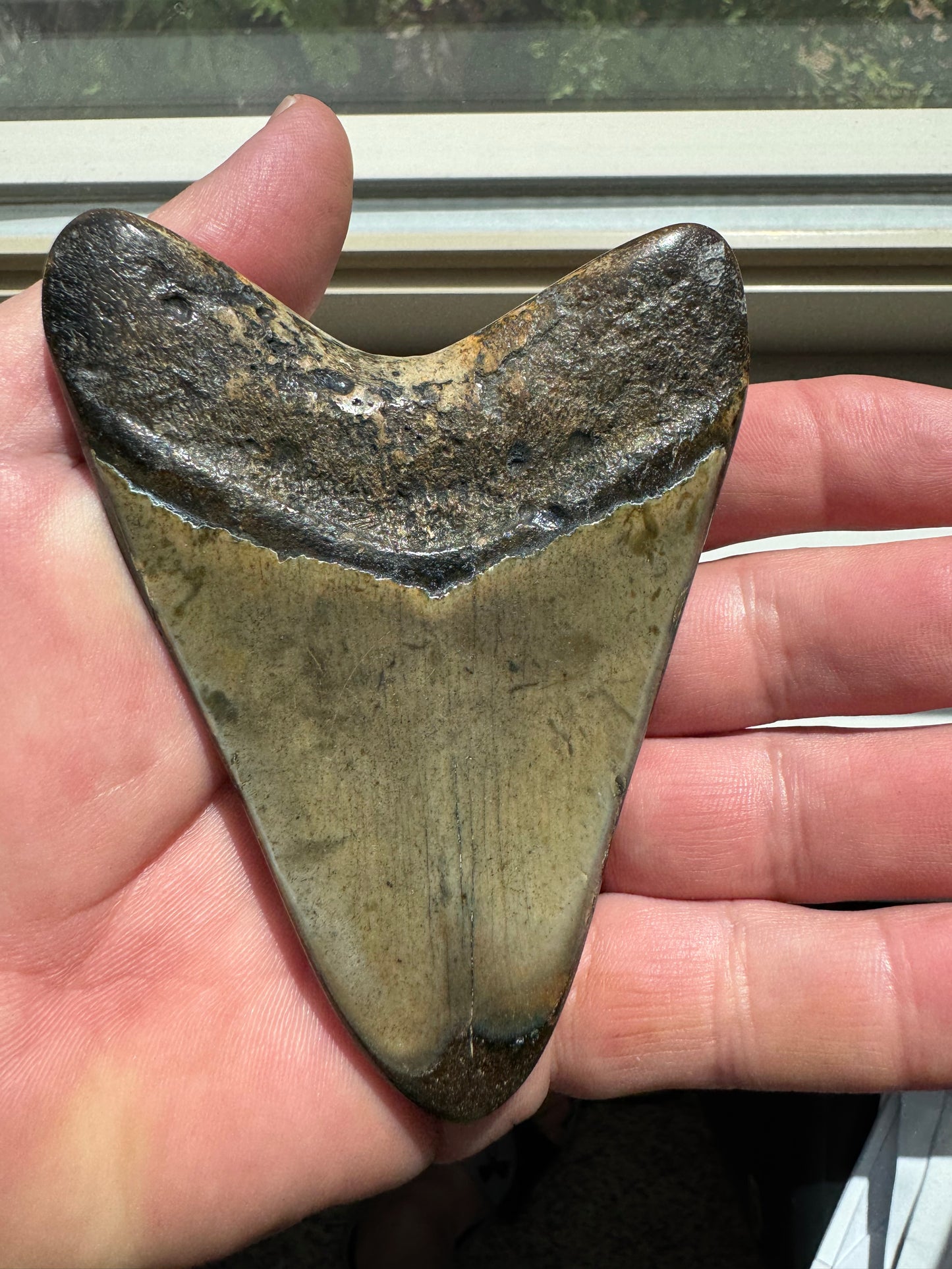 MEGALODON SHARK TOOTH REAL FOSSIL 4"  NO REPAIRS