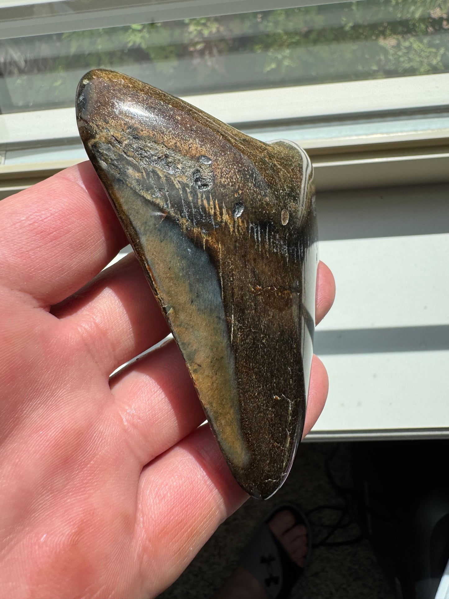 MEGALODON SHARK TOOTH REAL FOSSIL 4"  NO REPAIRS