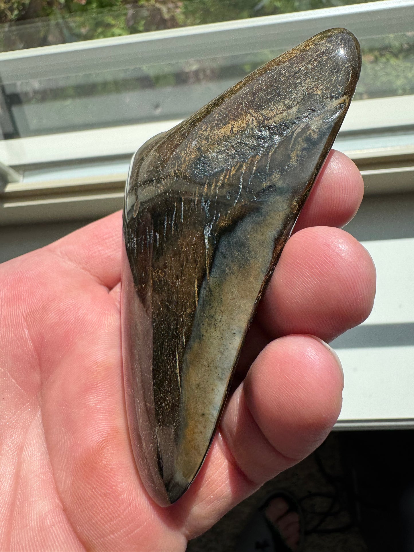 MEGALODON SHARK TOOTH REAL FOSSIL 4"  NO REPAIRS