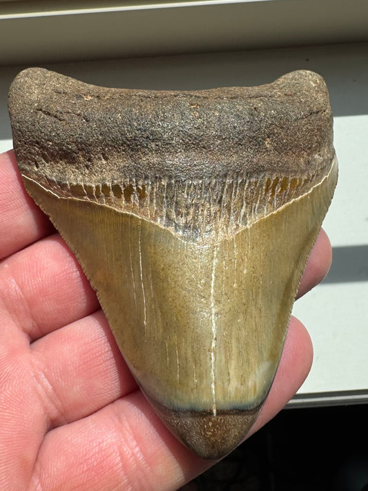 MEGALODON SHARK TOOTH REAL FOSSIL 4"  NO REPAIRS