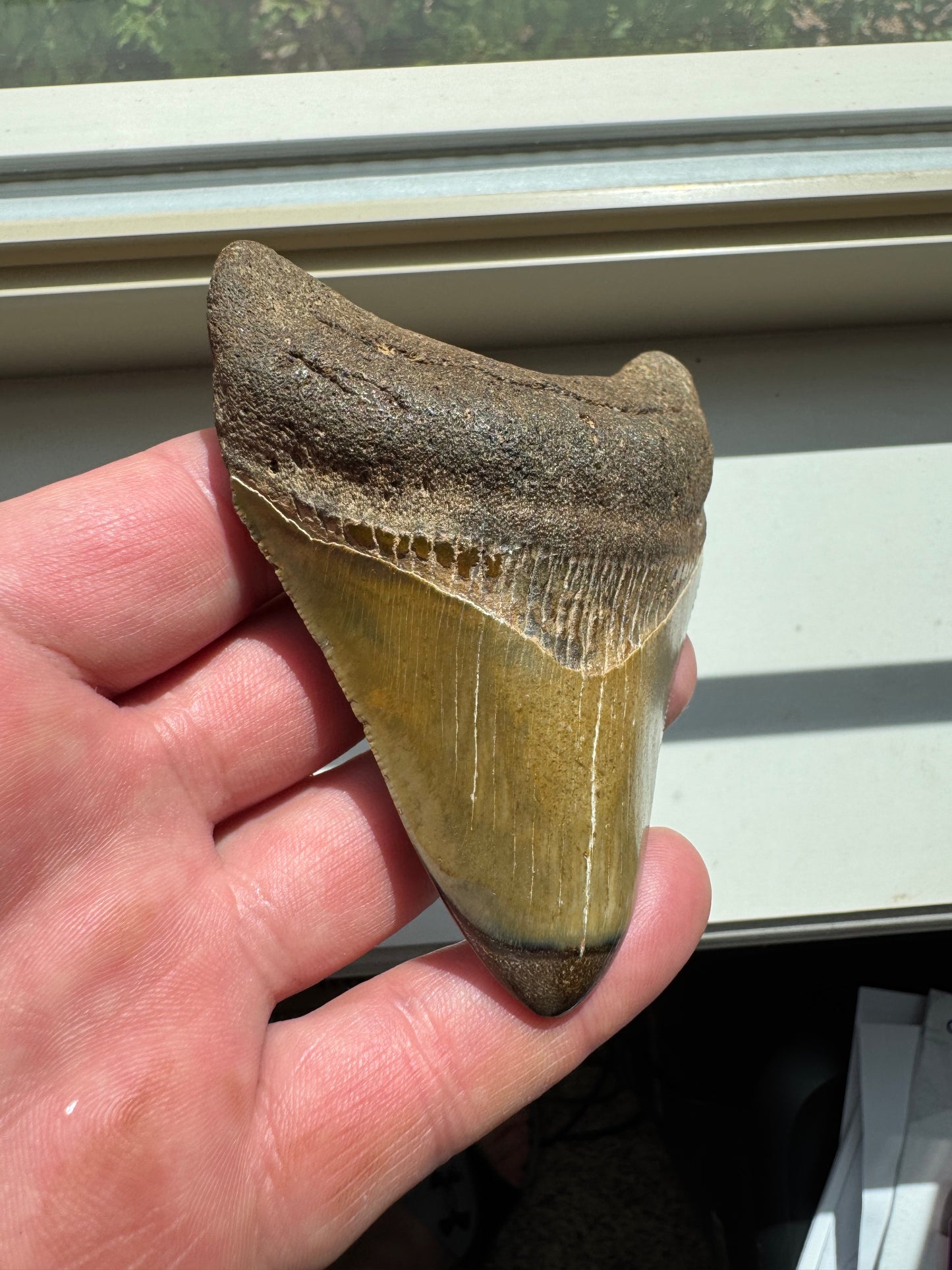 MEGALODON SHARK TOOTH REAL FOSSIL 4"  NO REPAIRS
