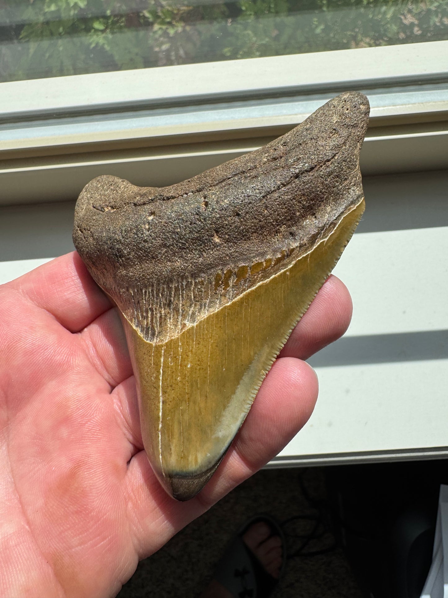 MEGALODON SHARK TOOTH REAL FOSSIL 4"  NO REPAIRS