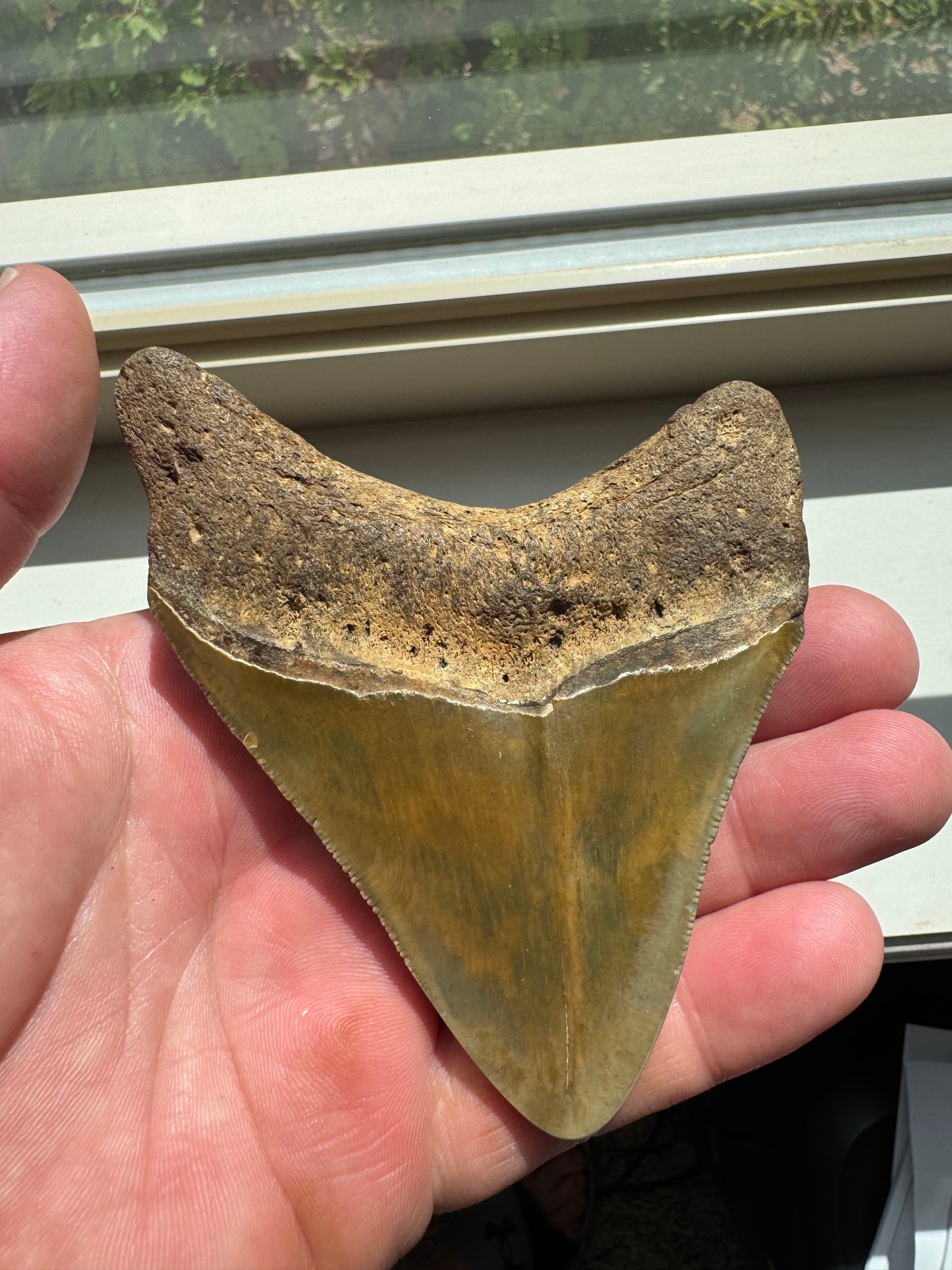 MEGALODON SHARK TOOTH REAL FOSSIL 4"  NO REPAIRS