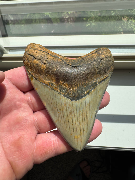 MEGALODON SHARK TOOTH REAL FOSSIL 4"  NO REPAIRS