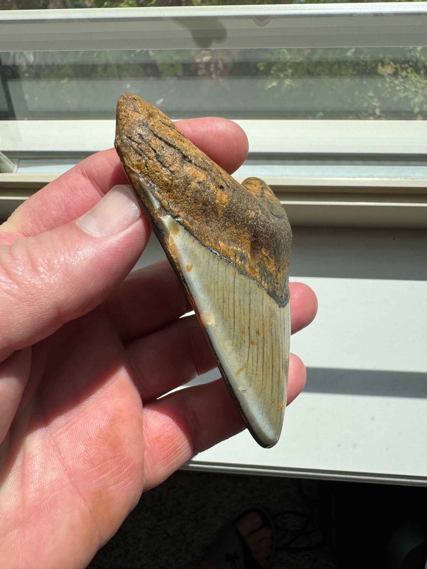 MEGALODON SHARK TOOTH REAL FOSSIL 4"  NO REPAIRS