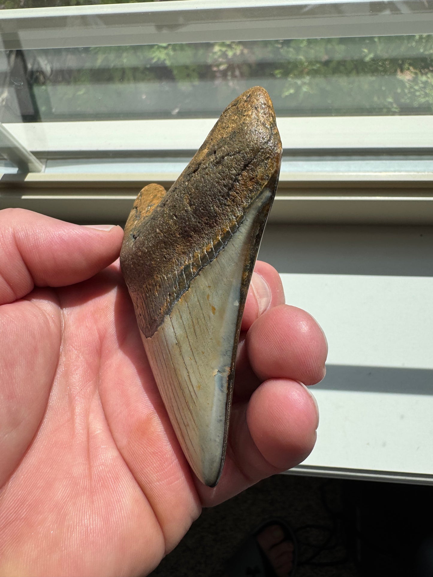 MEGALODON SHARK TOOTH REAL FOSSIL 4"  NO REPAIRS