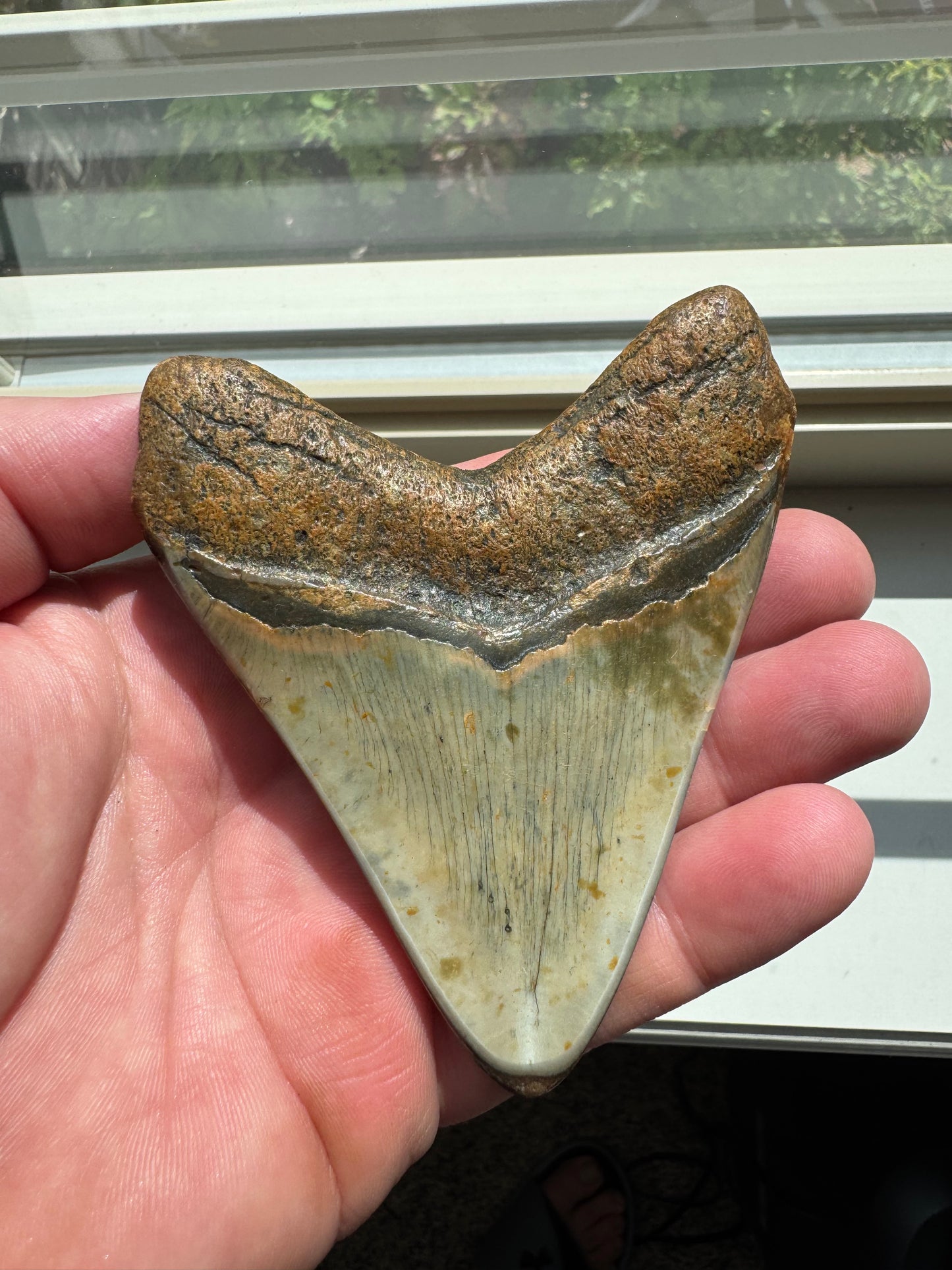 MEGALODON SHARK TOOTH REAL FOSSIL 4"  NO REPAIRS