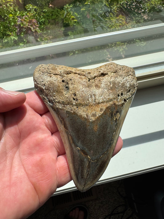 MEGALODON SHARK TOOTH REAL FOSSIL 4.5"  NO REPAIRS