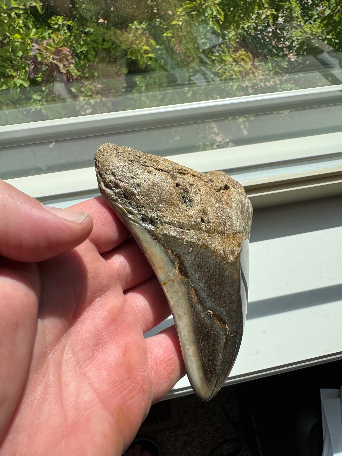 MEGALODON SHARK TOOTH REAL FOSSIL 4.5"  NO REPAIRS