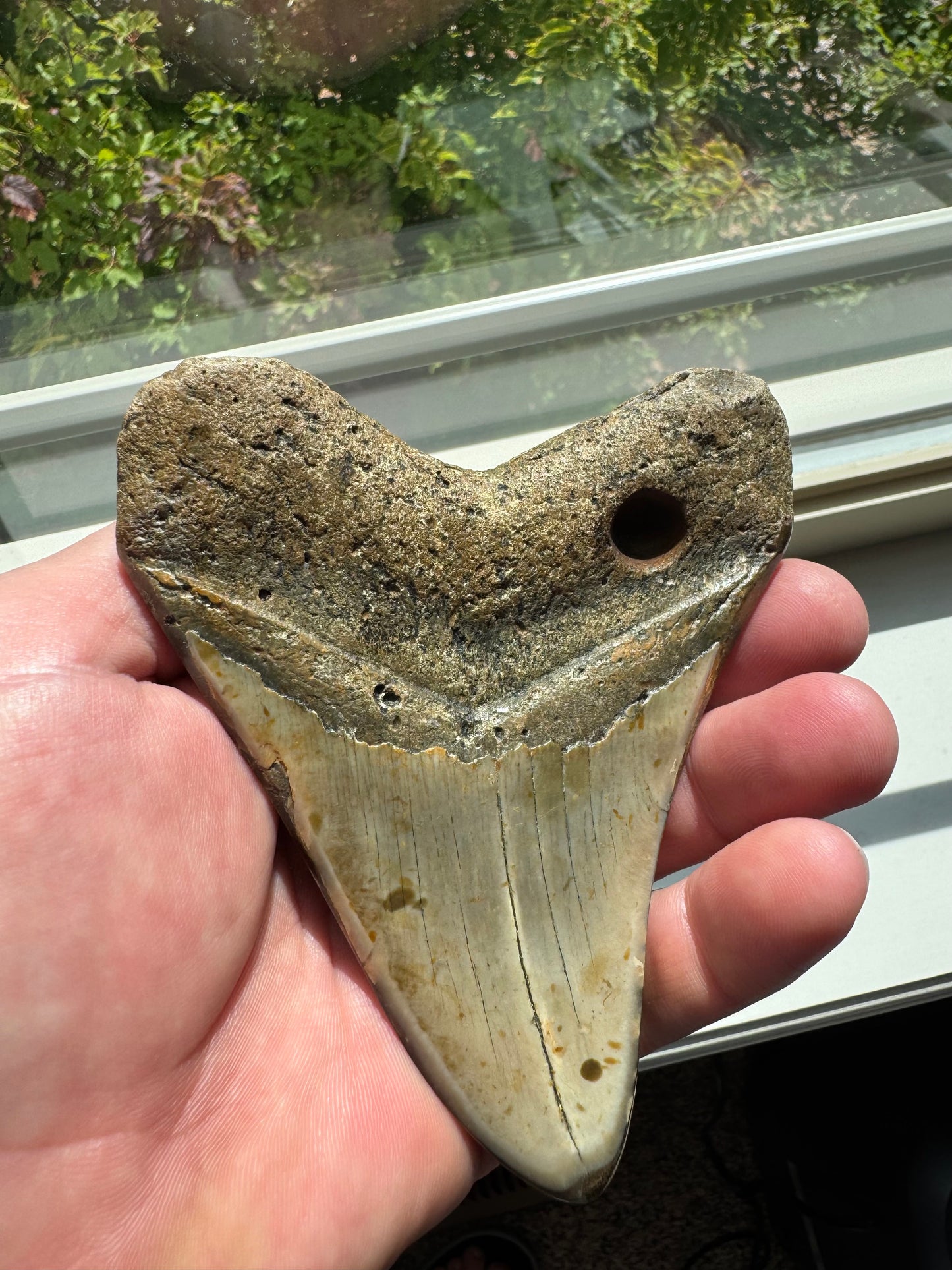 MEGALODON SHARK TOOTH REAL FOSSIL 4.5"  NO REPAIRS