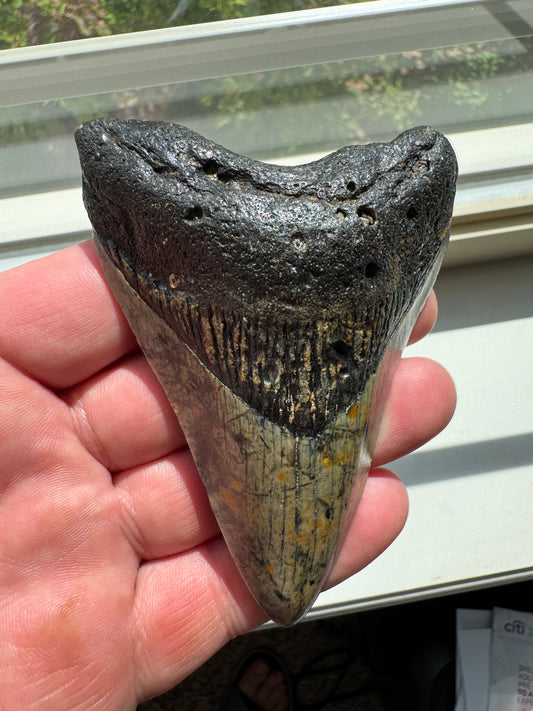 MEGALODON SHARK TOOTH REAL FOSSIL 3.75"  NO REPAIRS
