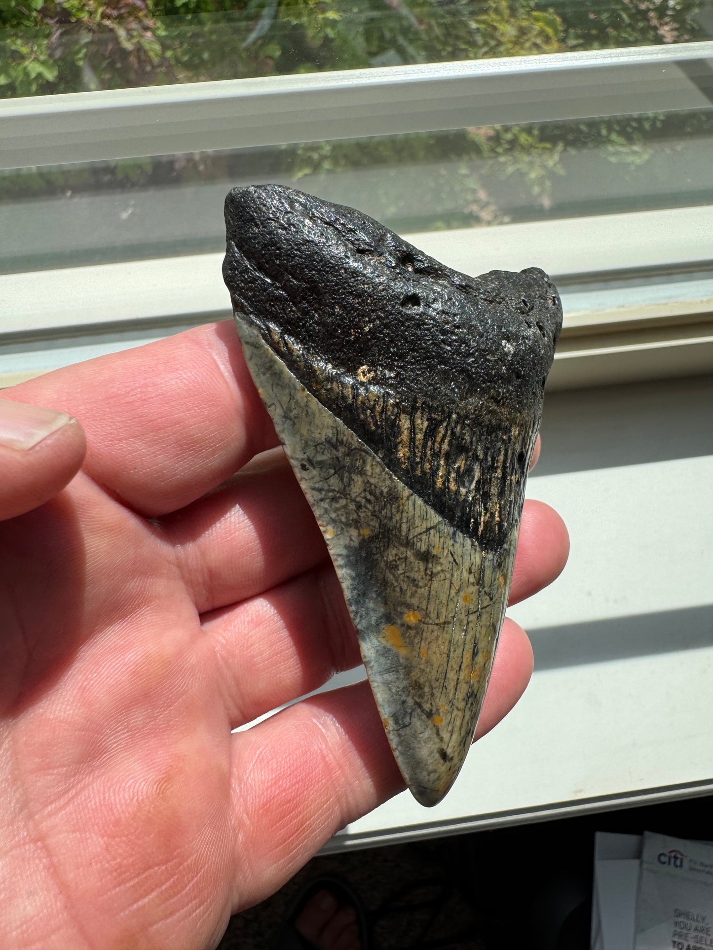 MEGALODON SHARK TOOTH REAL FOSSIL 3.75"  NO REPAIRS