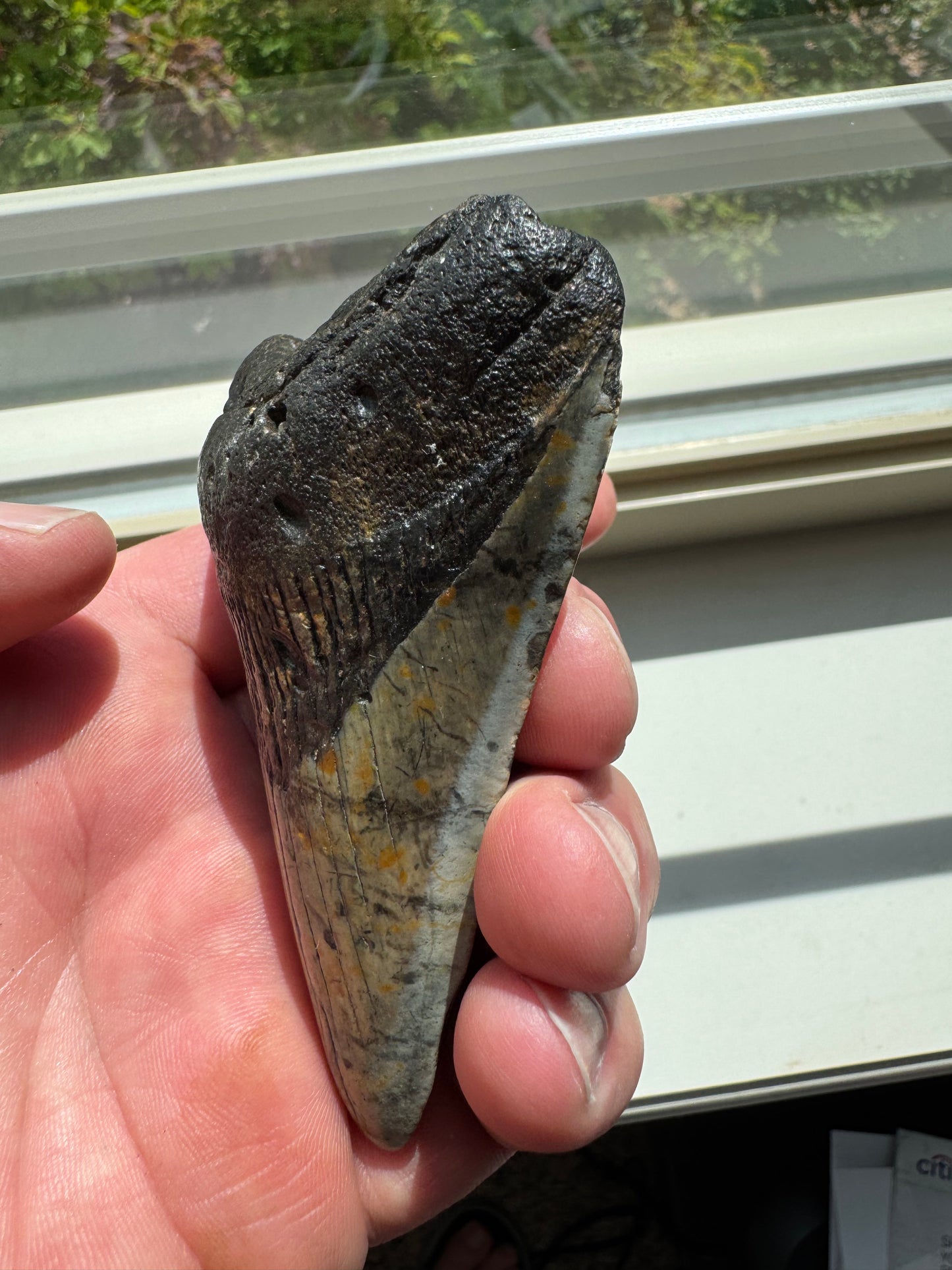 MEGALODON SHARK TOOTH REAL FOSSIL 3.75"  NO REPAIRS