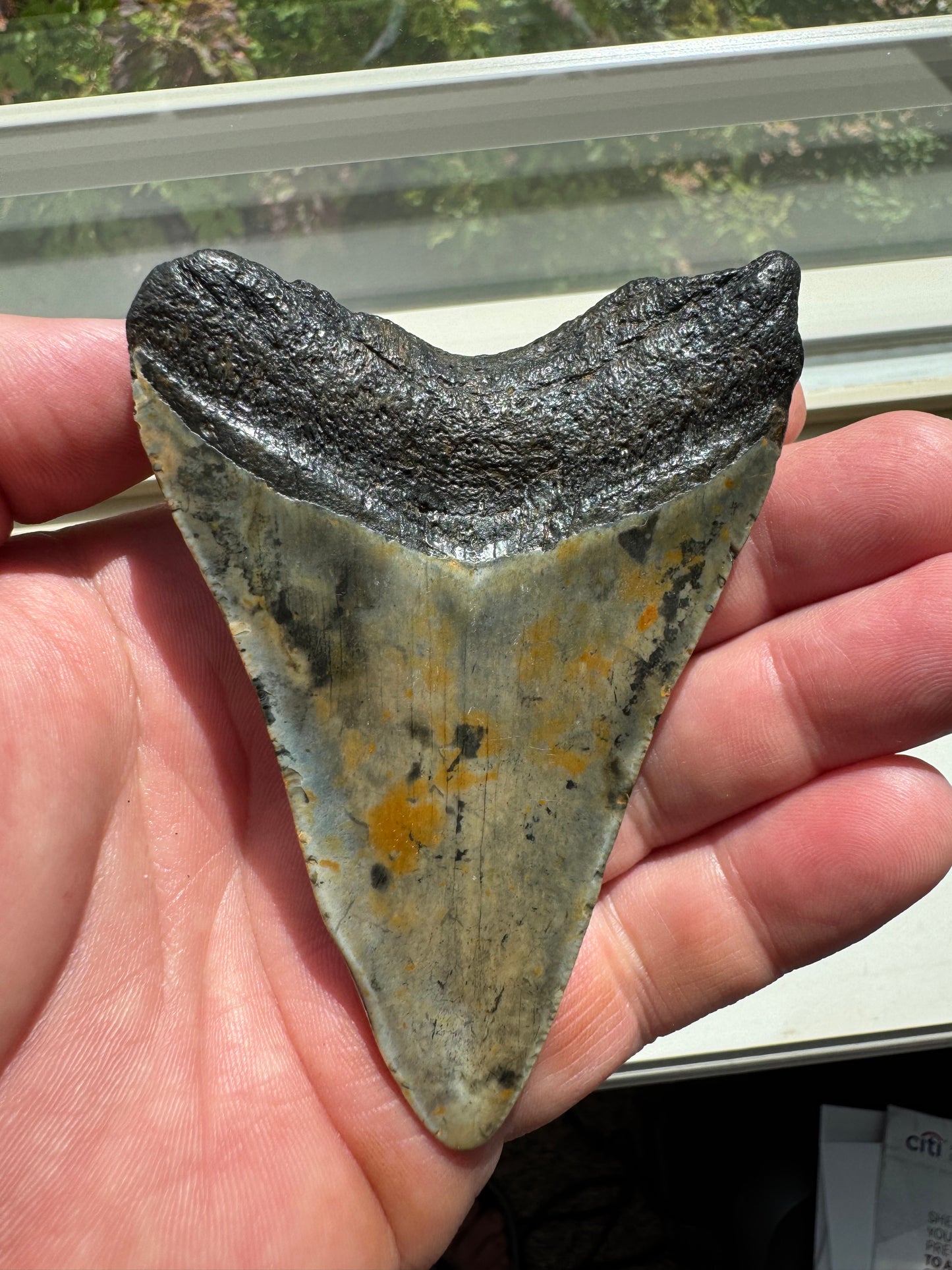 MEGALODON SHARK TOOTH REAL FOSSIL 3.75"  NO REPAIRS