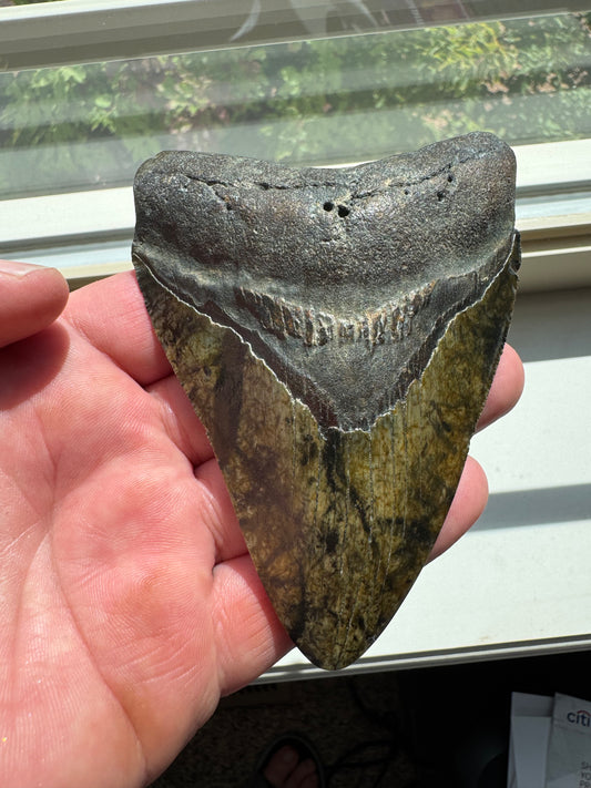 MEGALODON SHARK TOOTH REAL FOSSIL 4.25"  NO REPAIRS