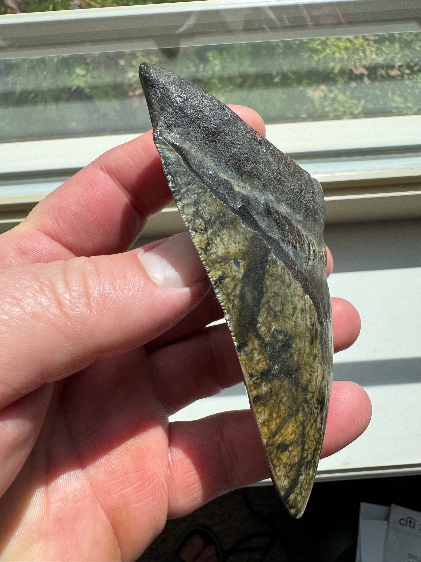 MEGALODON SHARK TOOTH REAL FOSSIL 4.25"  NO REPAIRS