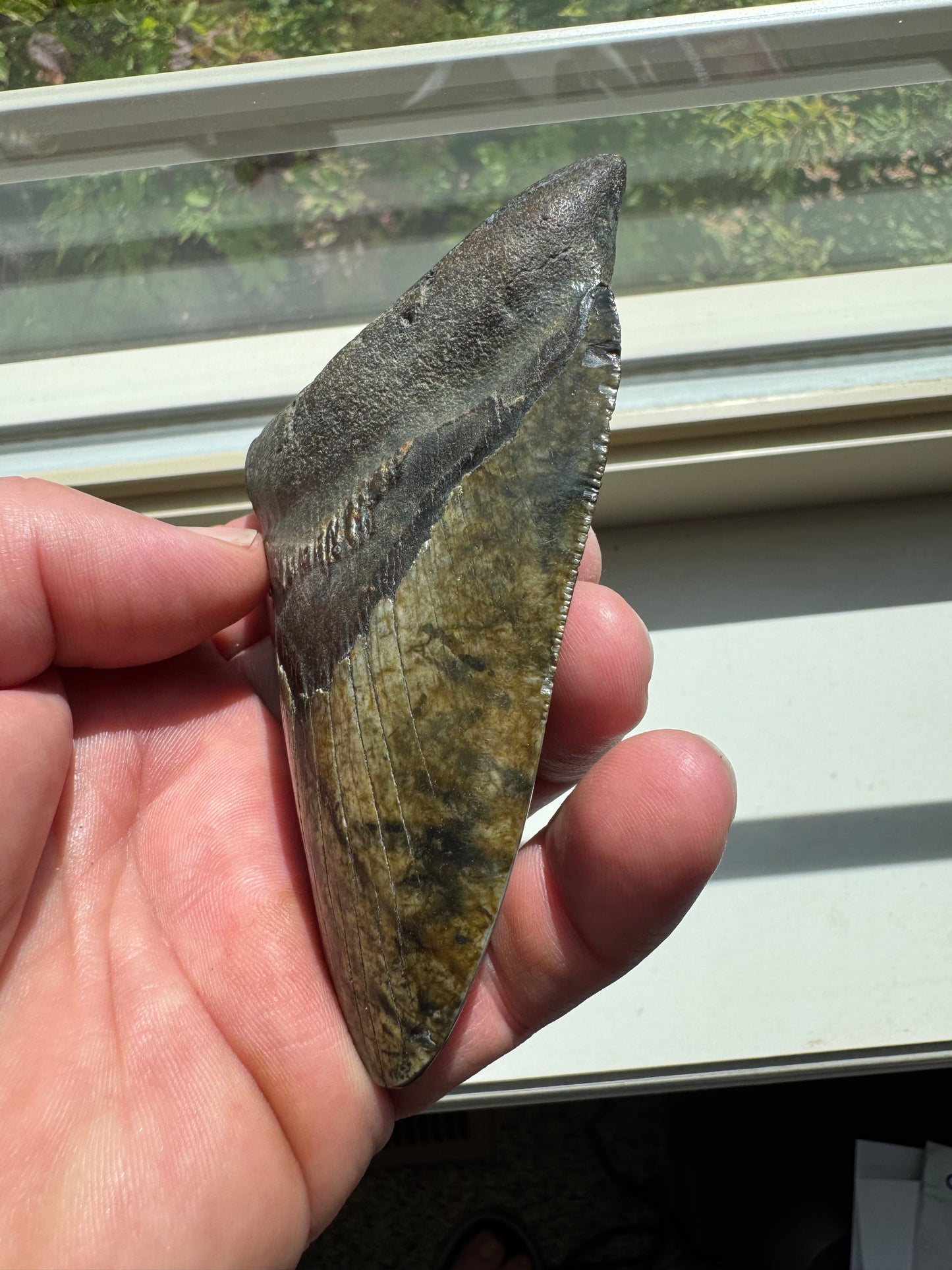 MEGALODON SHARK TOOTH REAL FOSSIL 4.25"  NO REPAIRS