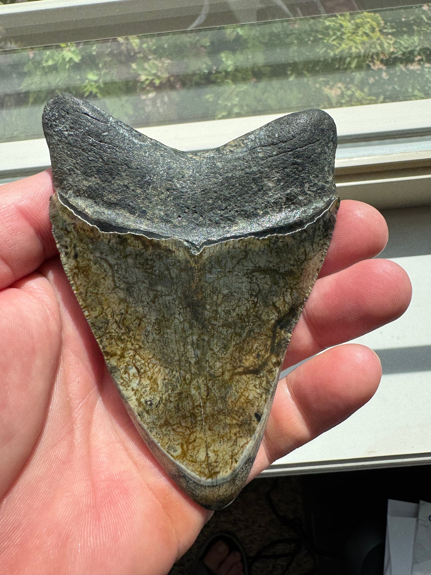 MEGALODON SHARK TOOTH REAL FOSSIL 4.25"  NO REPAIRS