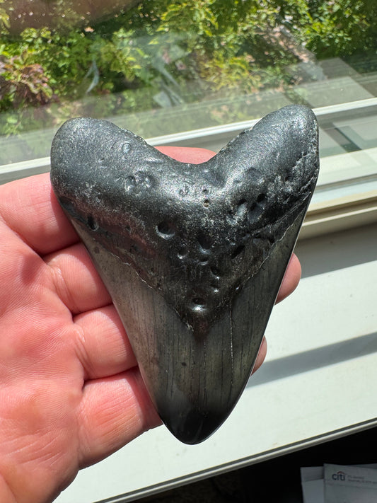 MEGALODON SHARK TOOTH REAL FOSSIL 4"  NO REPAIRS