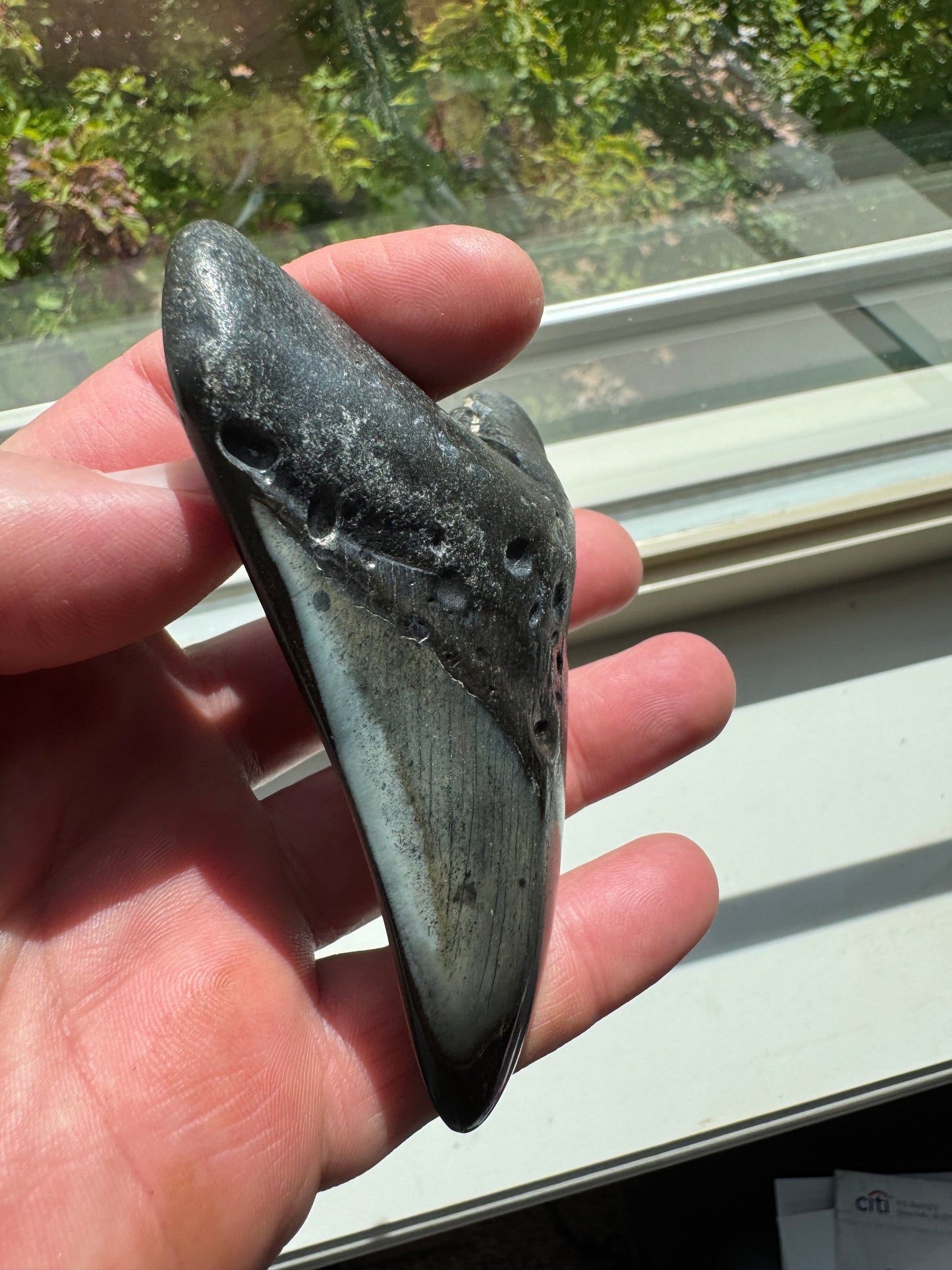 MEGALODON SHARK TOOTH REAL FOSSIL 4"  NO REPAIRS