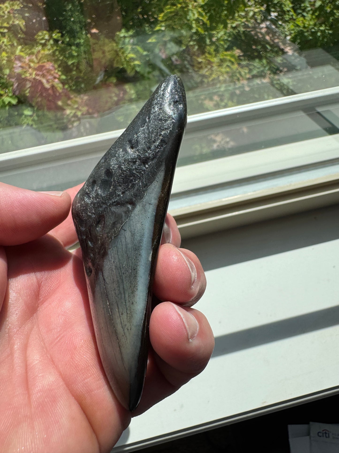 MEGALODON SHARK TOOTH REAL FOSSIL 4"  NO REPAIRS