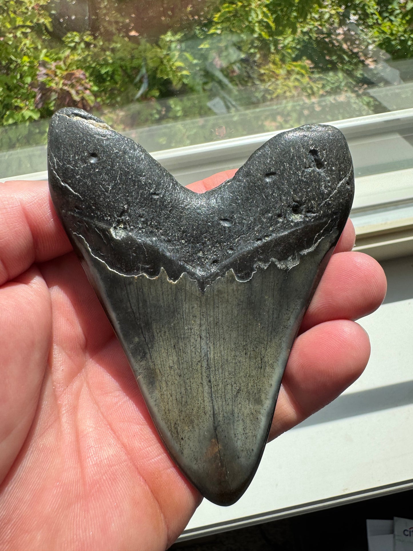 MEGALODON SHARK TOOTH REAL FOSSIL 4"  NO REPAIRS