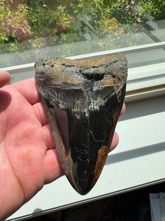 MEGALODON SHARK TOOTH REAL FOSSIL 4.75"  NO REPAIRS