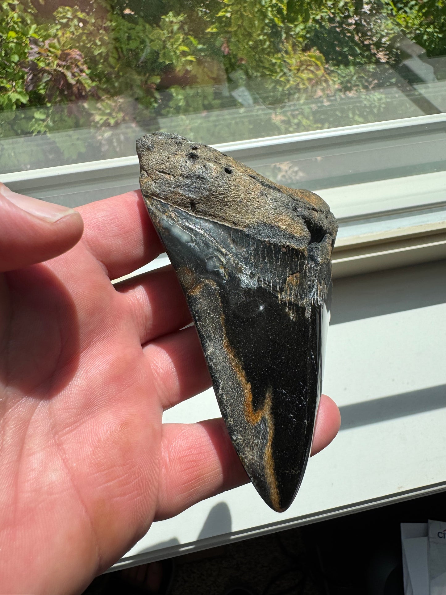 MEGALODON SHARK TOOTH REAL FOSSIL 4.75"  NO REPAIRS