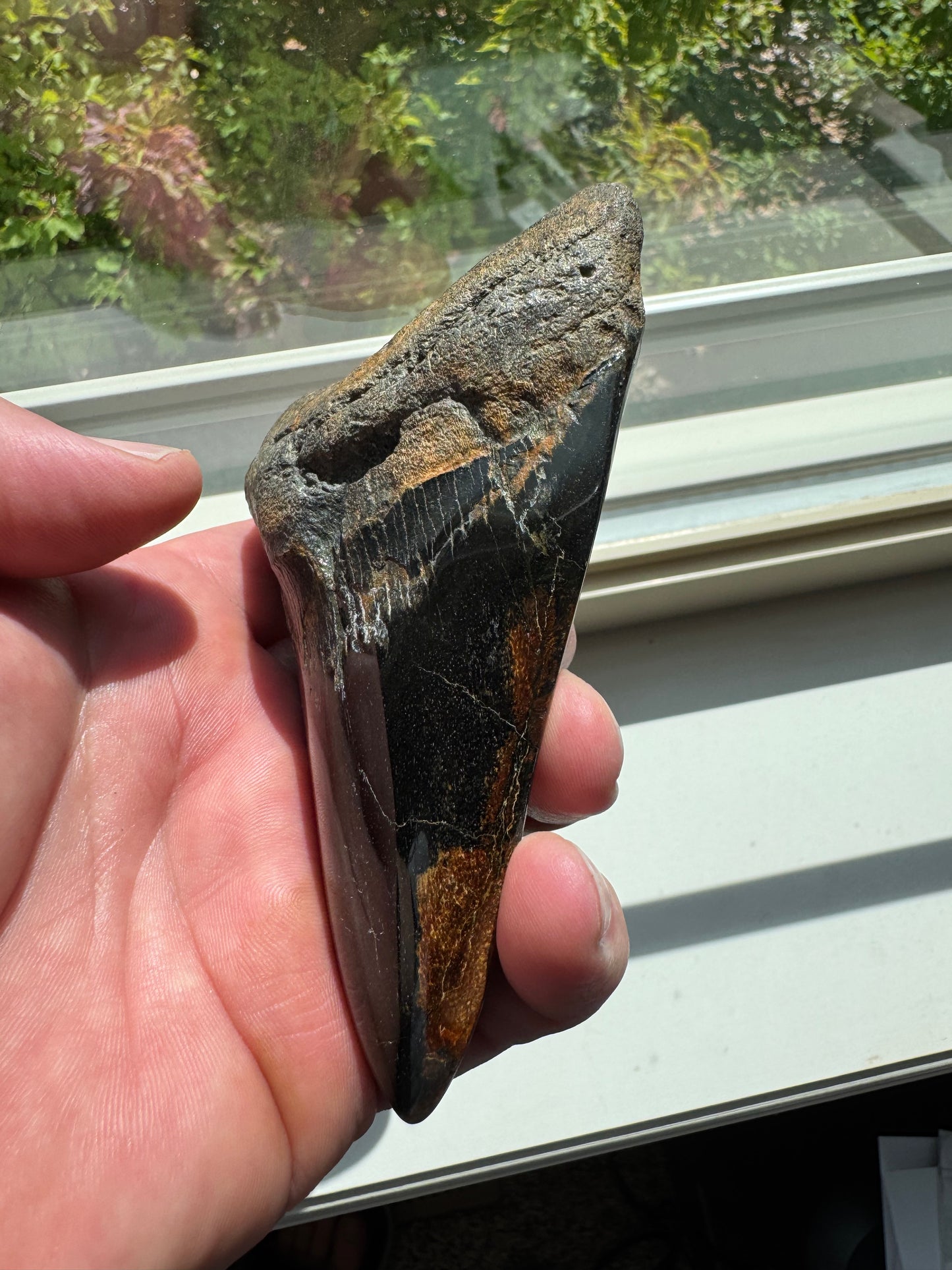 MEGALODON SHARK TOOTH REAL FOSSIL 4.75"  NO REPAIRS